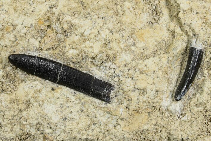 Sauropod Dinosaur (Diplodocus) Teeth in Situ - Bone Cabin Quarry #336023
